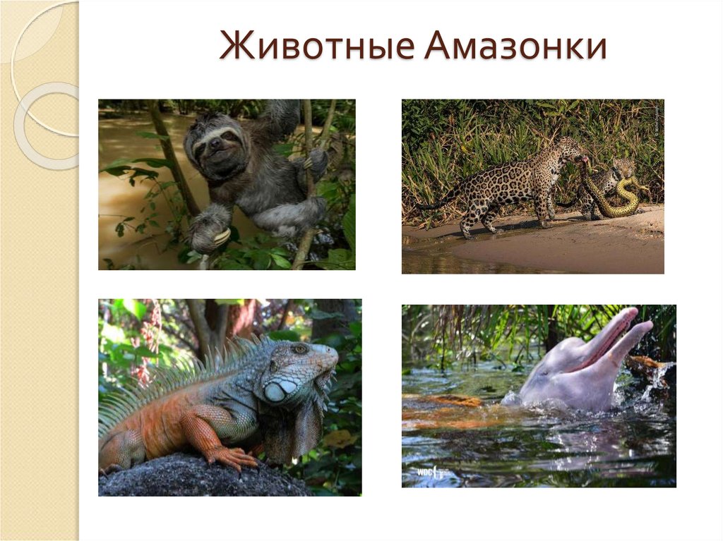 Животные Амазонки