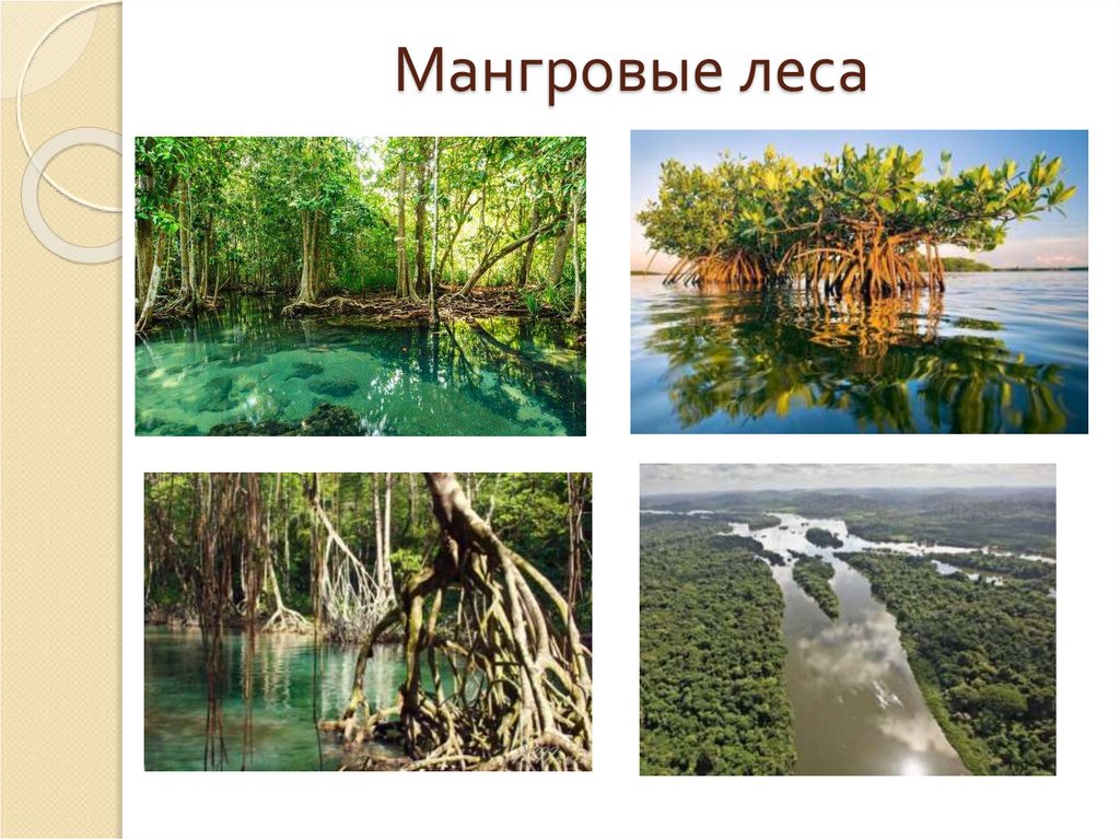 Мангровые леса