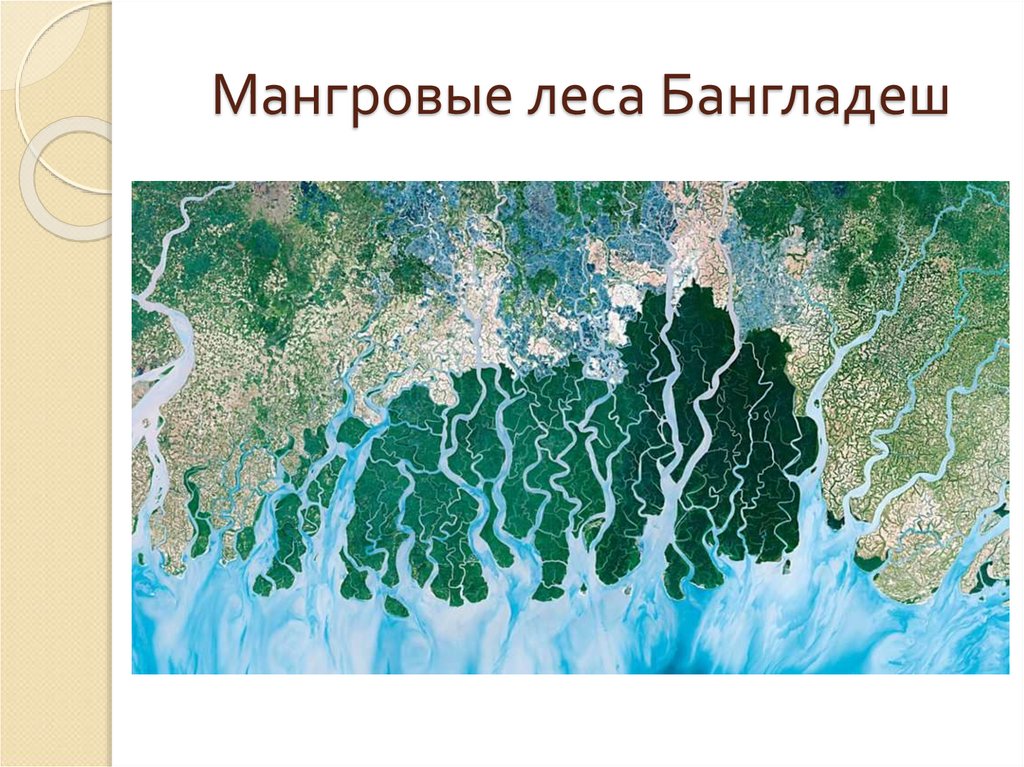 Мангровые леса Бангладеш