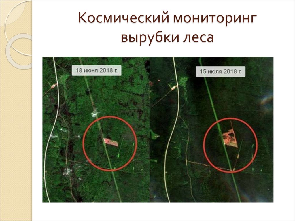 Космический мониторинг вырубки леса