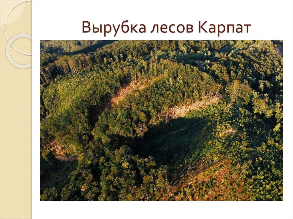 Вырубка лесов Карпат