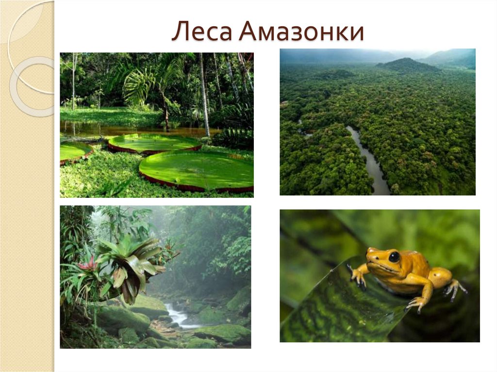 Леса Амазонки