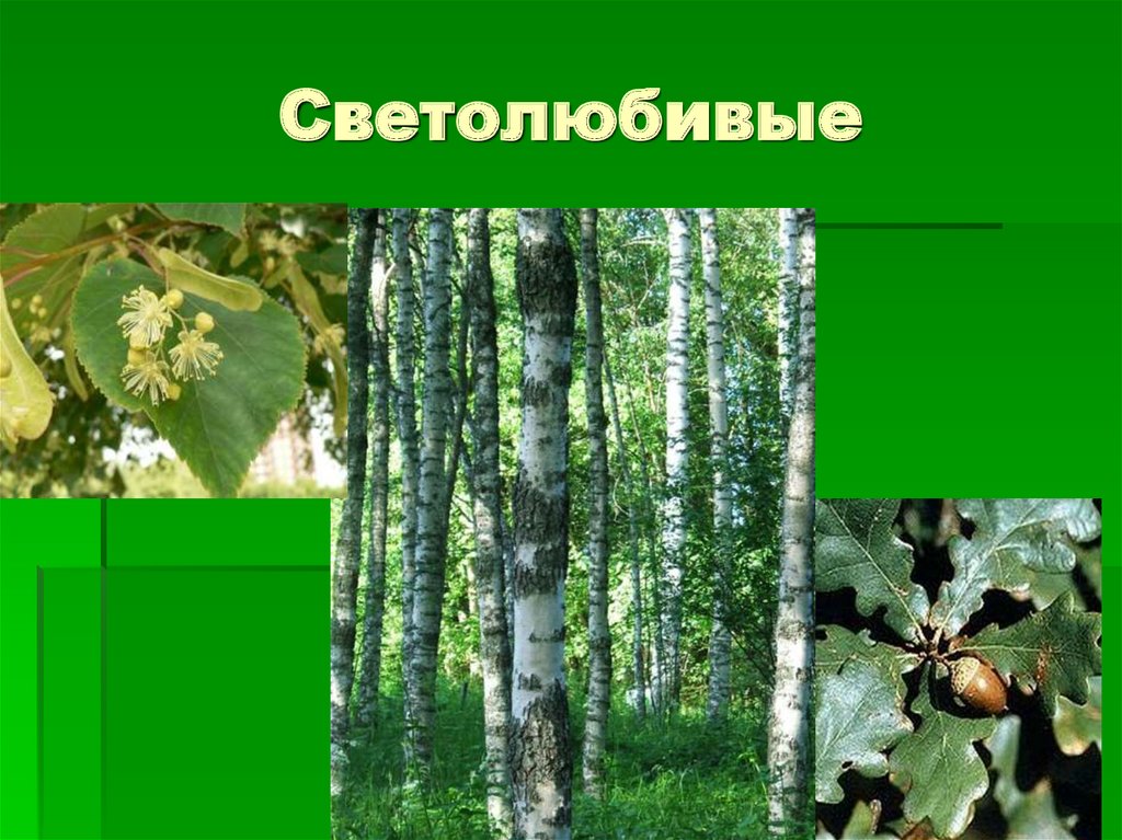 Лекарственные растения Дальневосточного широколиственного леса.. Светолюбивые животные примеры. Береза это теневыносливые растения.