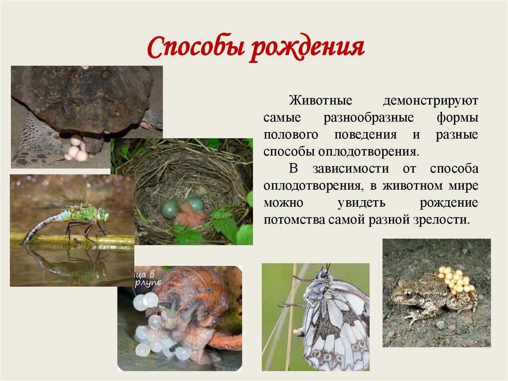 Способы рождения