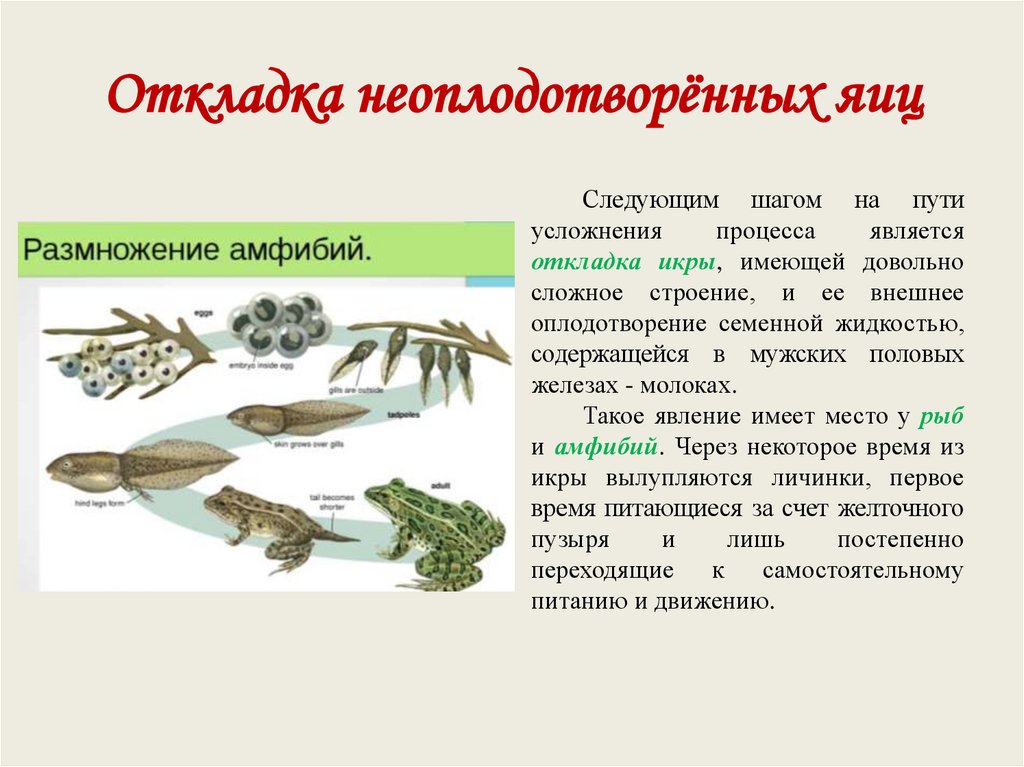 Откладка неоплодотворённых яиц