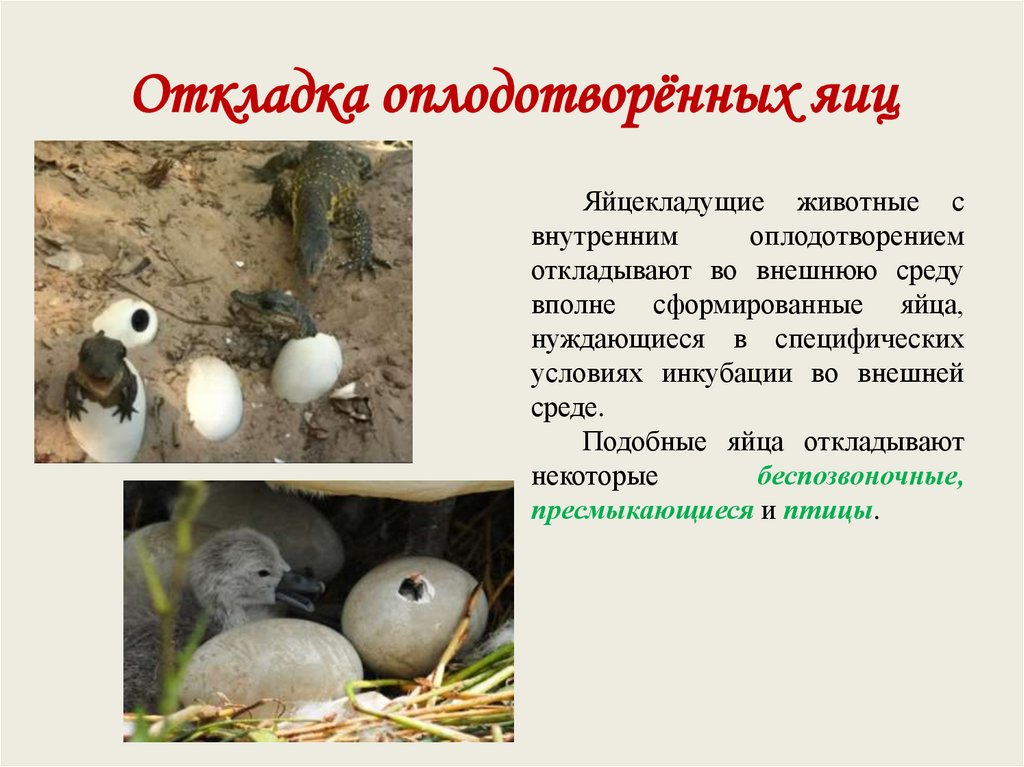 Откладка оплодотворённых яиц