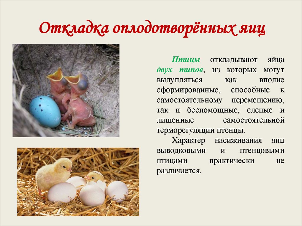 Как оплодотворяют яйца куры