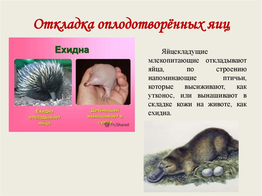 Откладка оплодотворённых яиц