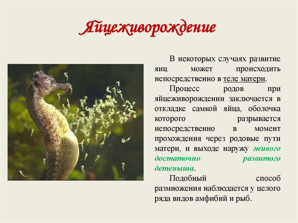 Яйцеживорождение