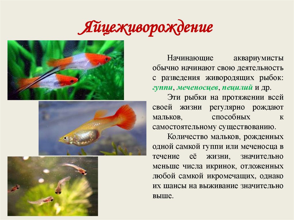 Яйцеживорождение