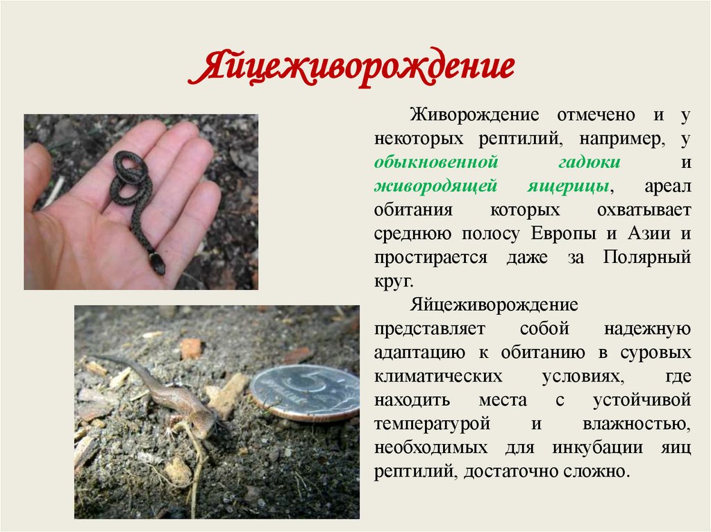 Яйцеживорождение