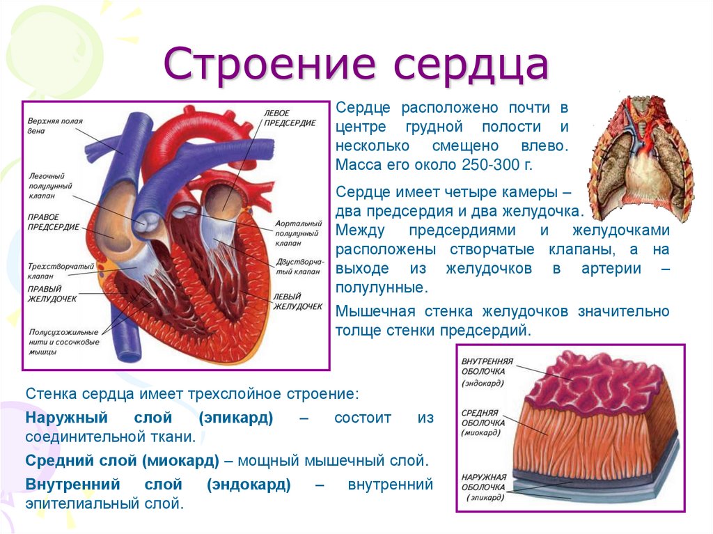 Схема работы сердца человека