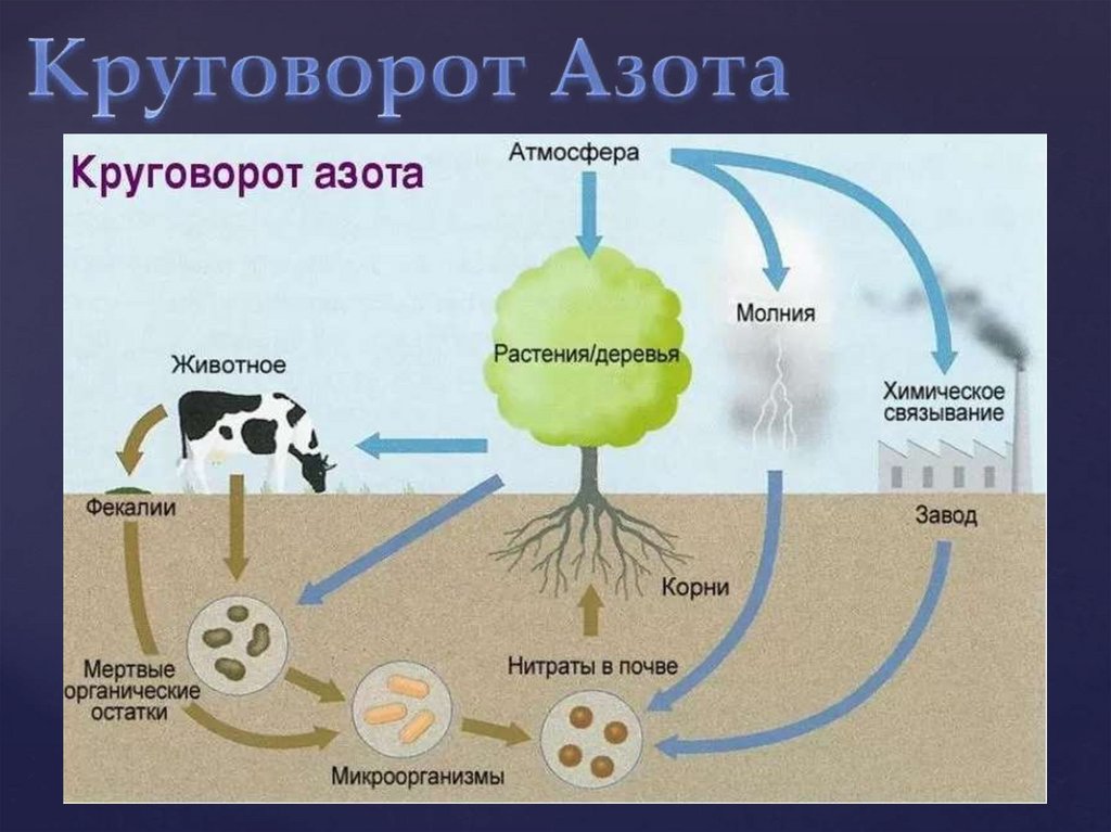Какие организмы усваивают азот. Кругооборот азота в биосфере. Круговорот азота в биосфере схема. Круговорот азота в биосфере. Круговорот углерода в биосфере.
