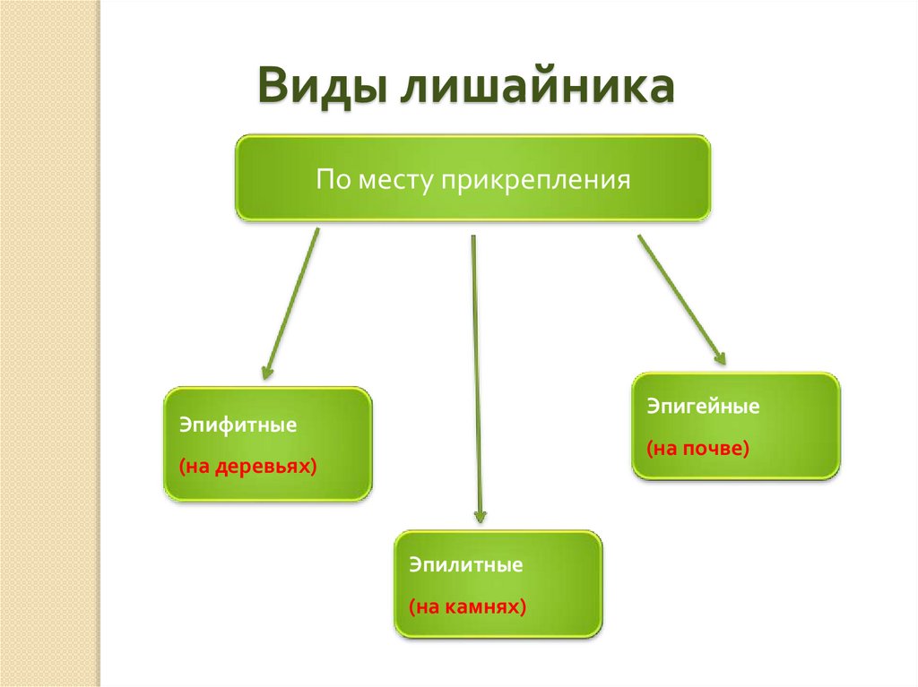 Признаки лишайника ягеля