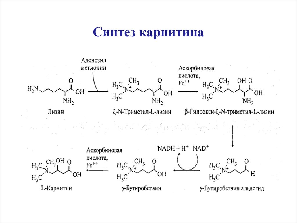 Схема катаболизма жиров