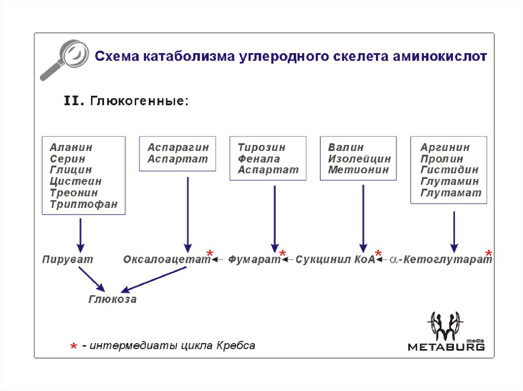 Кетогенные аминокислоты. Судьба углеродного скелета аминокислот. Схему превращения углеродного скелета. Схема превращения углеродного скелета ряда аминокислот. Углеродный скелет аминокислот.