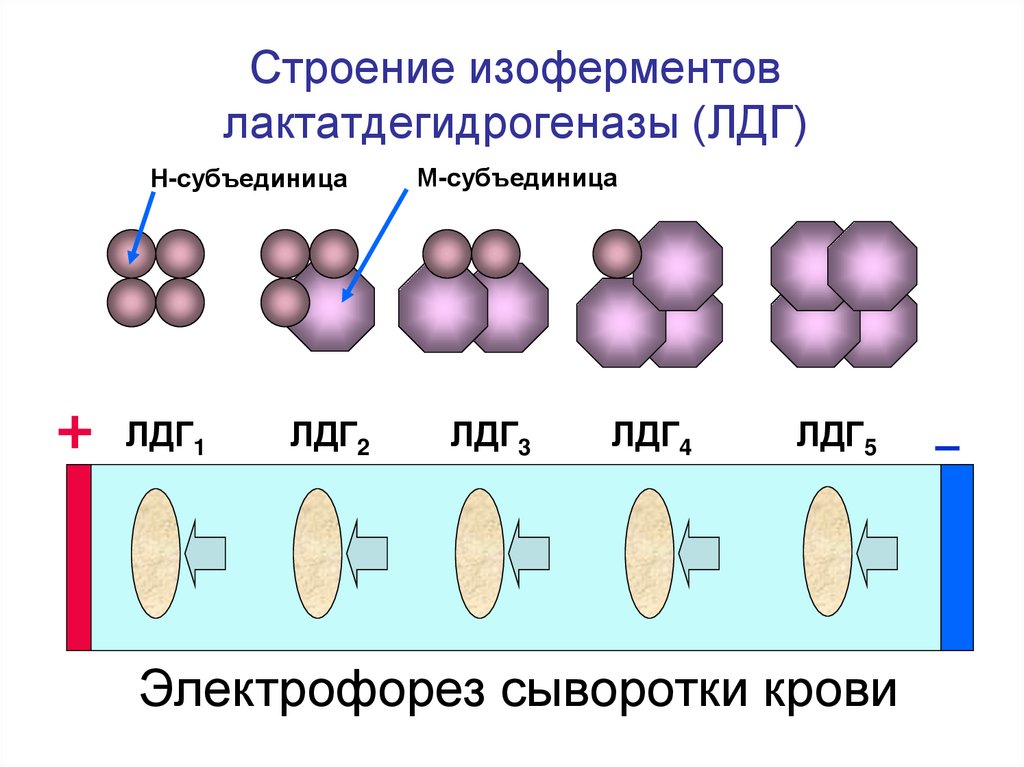 Ферменты изоферменты