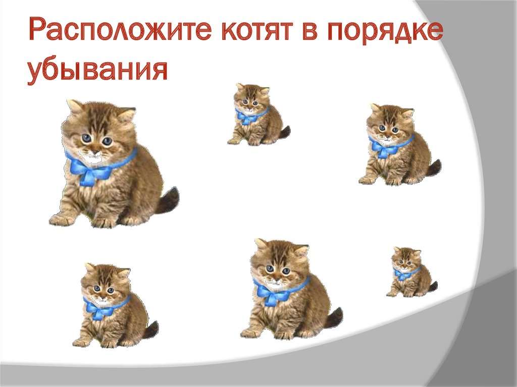 Расположите котят в порядке убывания