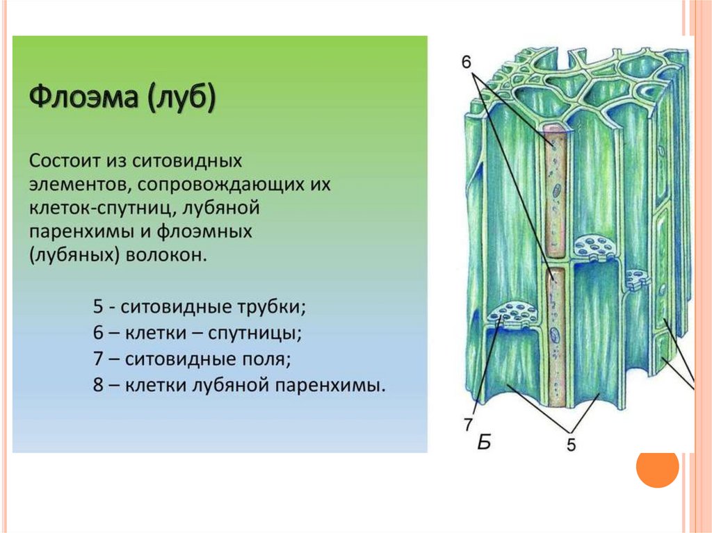 В состав какой ткани входят клетки. Ткани растений флоэма. Проводящие ткани растений флоэма. Ситовидные трубки и клетки-спутницы. Флоэма Ксилема Луб.