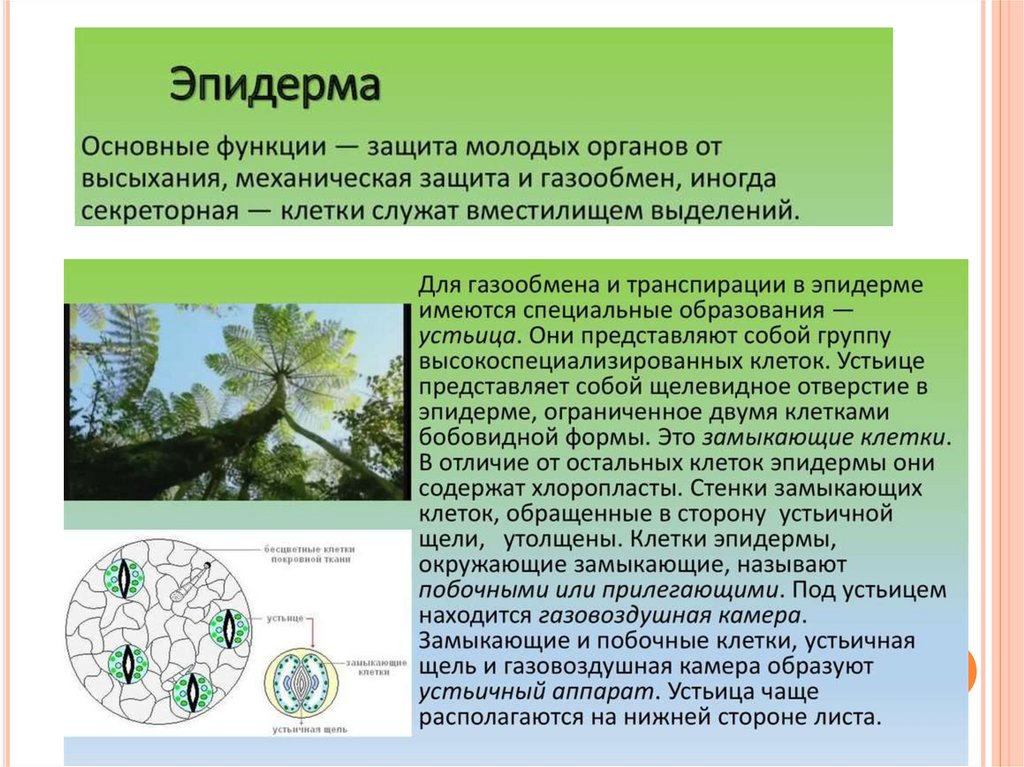 Вывод растительные ткани