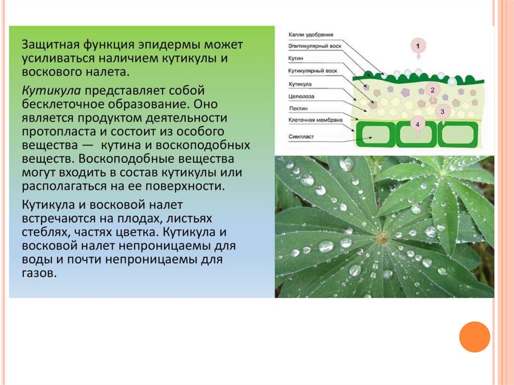 Кутикула у растений