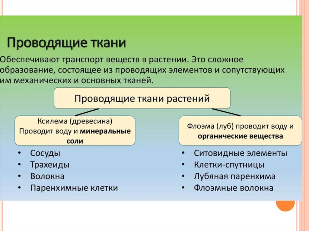 Обеспечивает транспорт веществ. Проводящие ткани обеспечивают. Проводящие ткани растения транспорт веществ. Ткань, Проводящая органические вещества:.