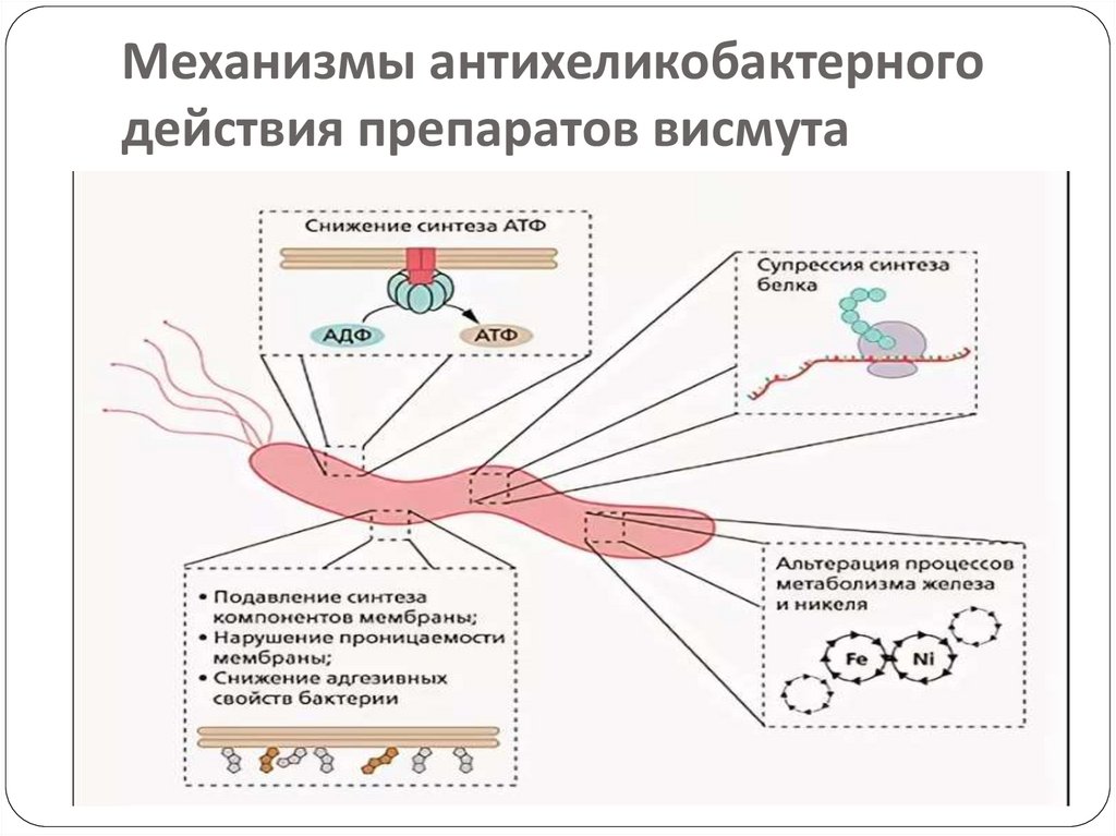 Действие капель. Препараты висмута механизм действия. Антихеликобактерная средства. Антихеликобактерной средства механизм действия. Антихеликобактерные препараты механизм действия.