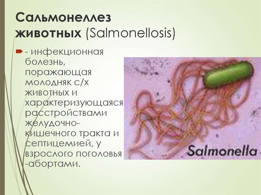 Эшерихиозы инфекционные болезни презентация