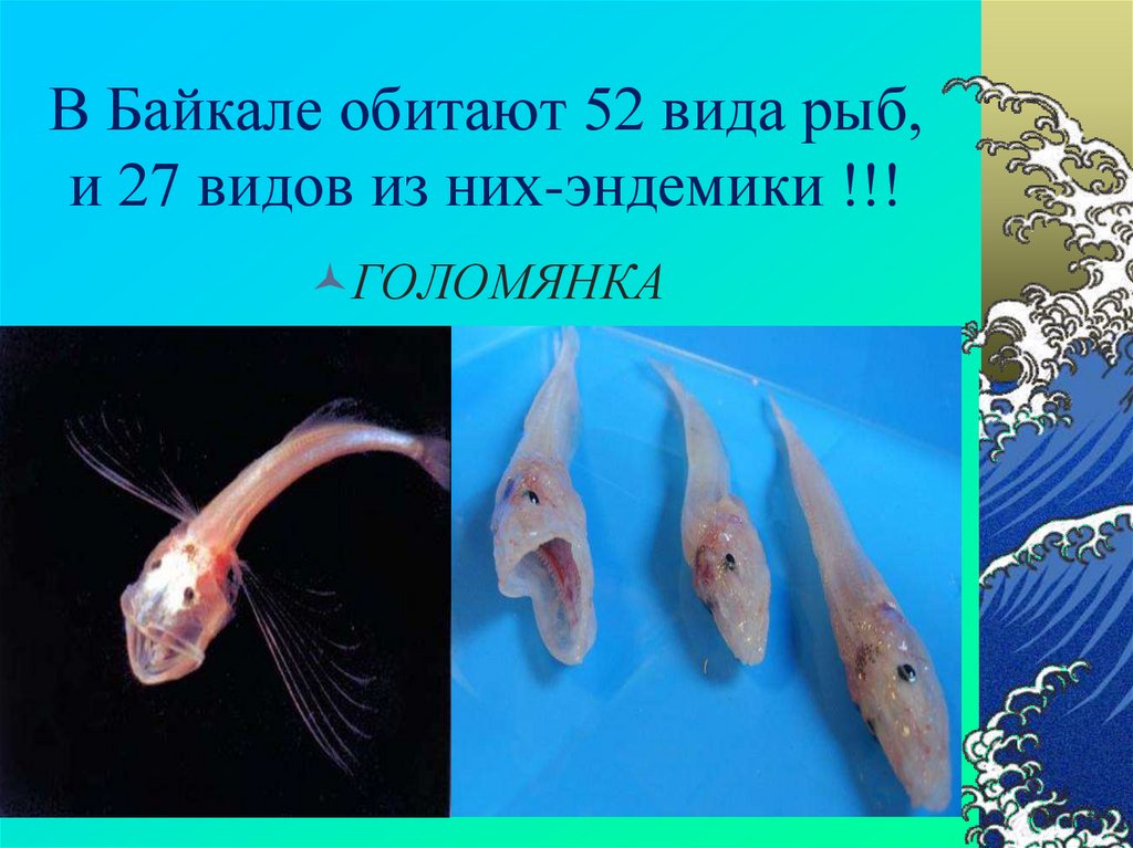 В озере байкал водится рыба. Эндемики Байкала Голомянка. Озеро Байкал Голомянка. Рыба Байкала Голомянка. Рыбы обитающие в Байкале.