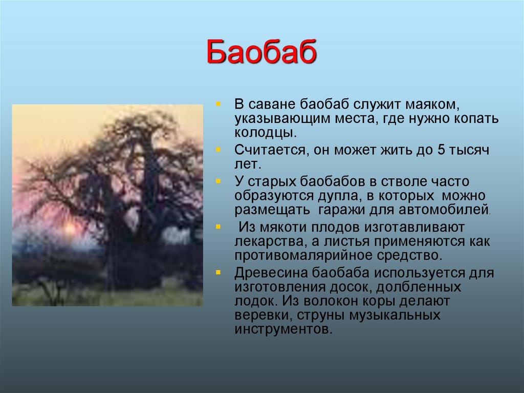 Воспользуйтесь текстом живет на свете баобаб. Баобаб презентация. Рассказ про баобаб. Информация о дереве баобаб. Баобаб природная зона.