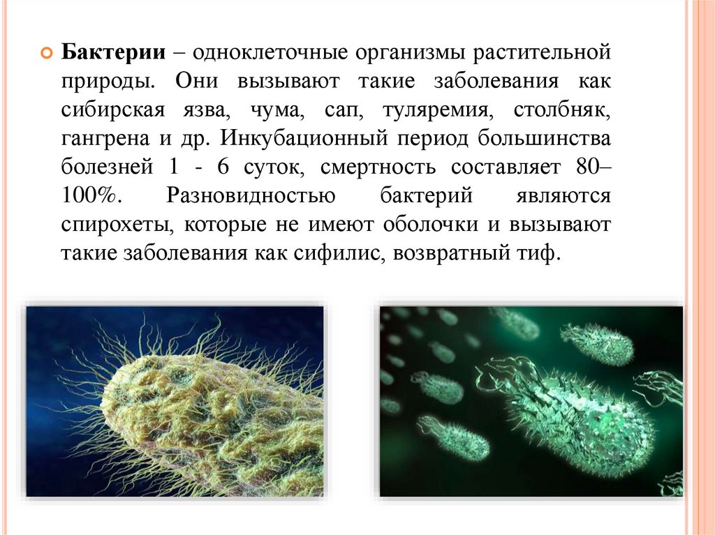 Объект изображенный на рисунках вызывает инфекционное заболевание. Одноклеточные организмы. Одноклеточные бактерии. Одноклеточное ьактерии. Одноклеточные и многоклеточные бактерии.