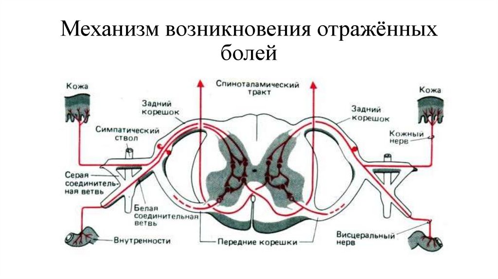 Зоны захарьина геда схема