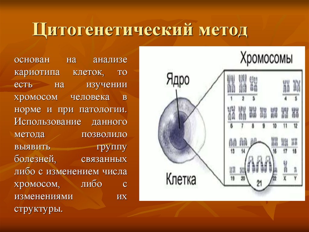 Цитогенетический метод картинки