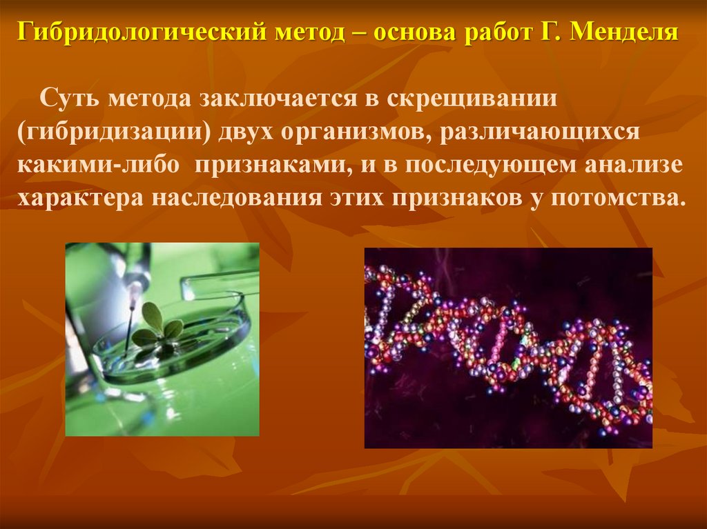 Картинка гибридологический метод