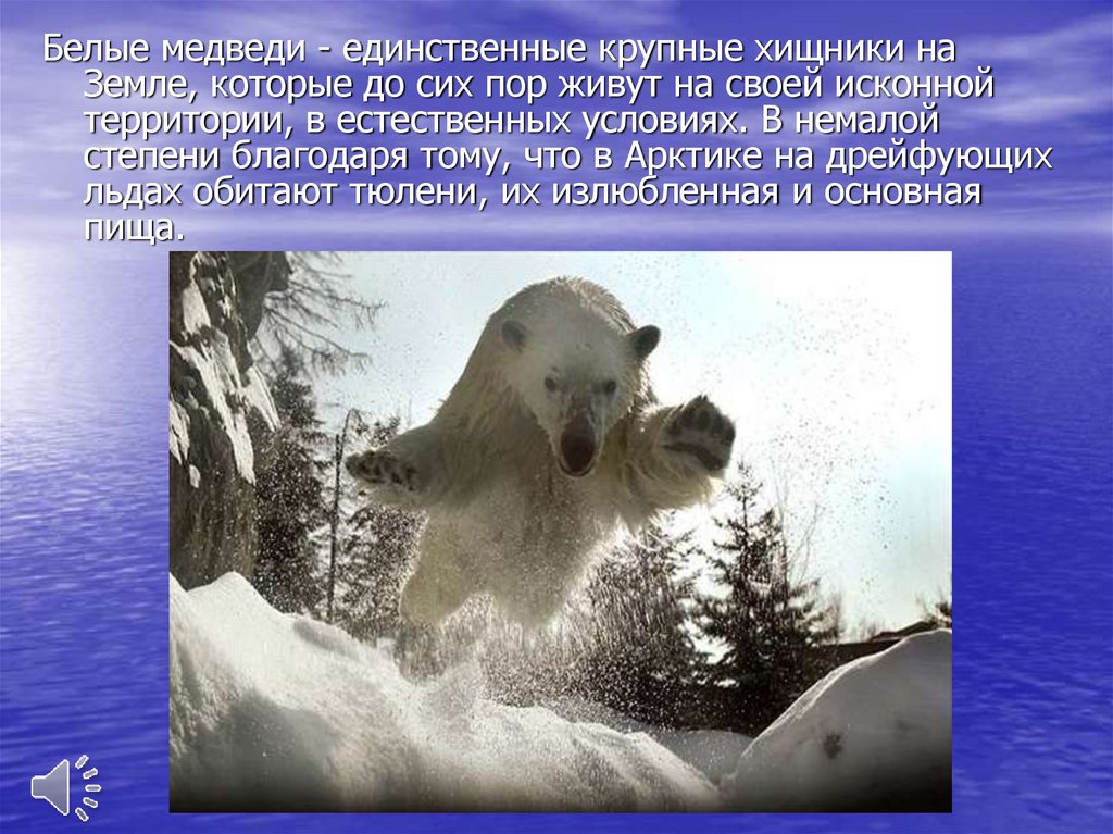 Белый медведь где обитает на каком. Белый медведь самый крупный хищник на земле. Место обитания белого медведя. Белый медведь обитает на материке. Где обитают белые медведи в России.