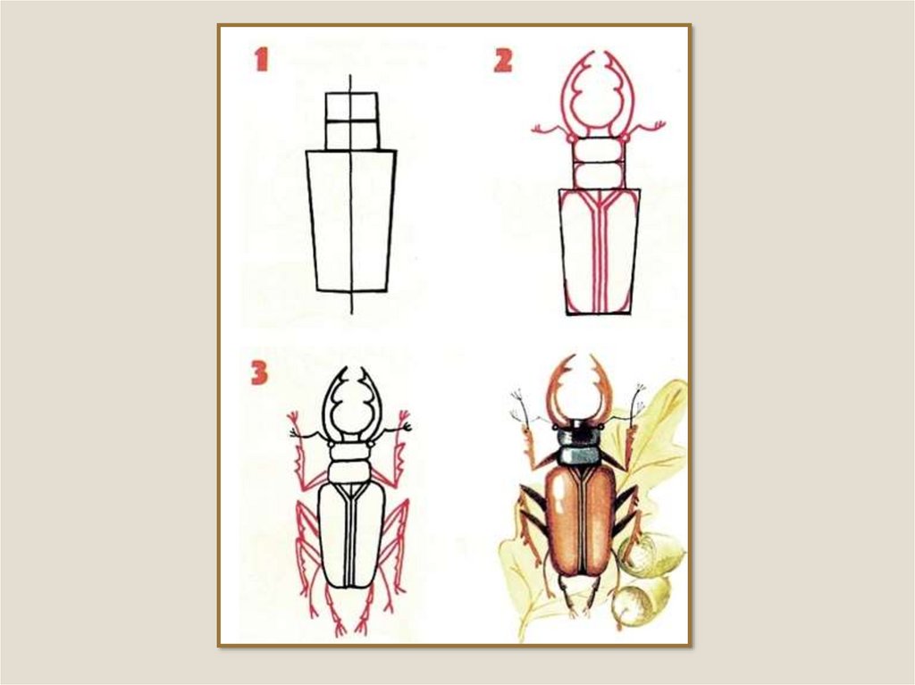 Как нарисовать жука поэтапно