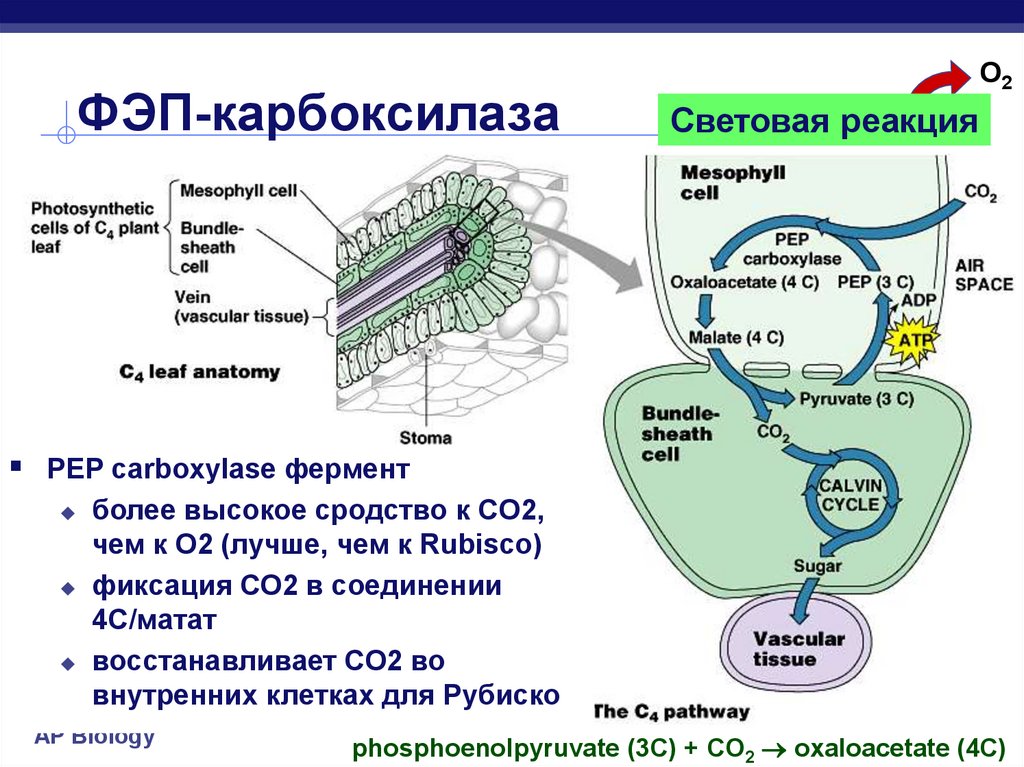 Каким номером на рисунке обозначена структура накапливающая каротиноиды