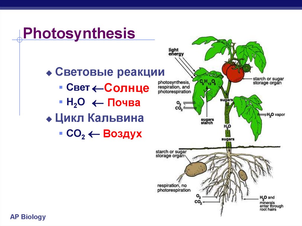 Морфология физиология растений. Анатомия листа с3 и с4 растений. Цикл с4 растения. С4 растения примеры. Растения 4к.