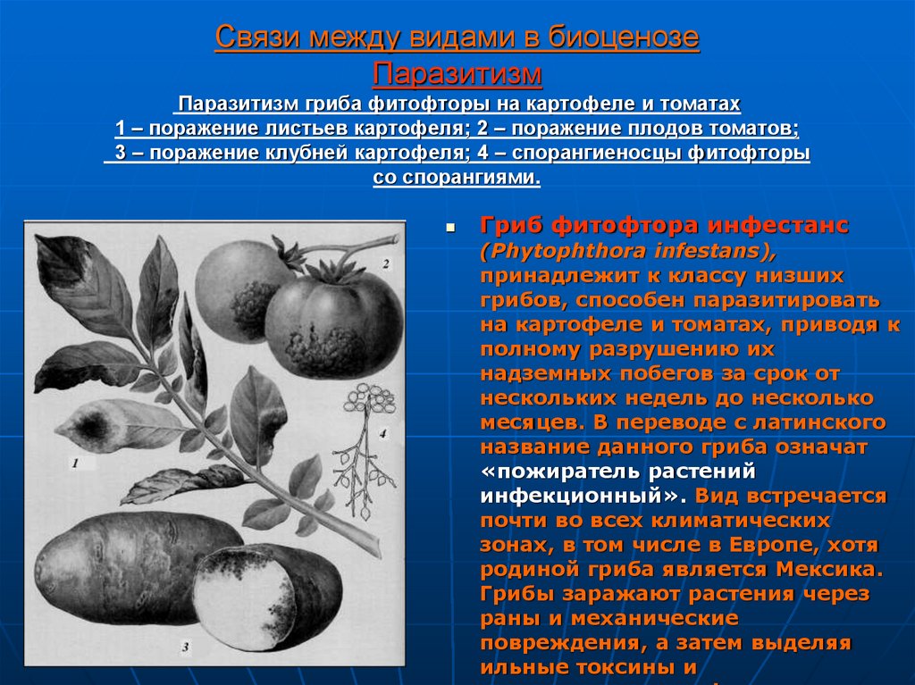Какие отношения складываются между томатом и осотом. Паразитические грибы фитофтора. Фитофтора биотические взаимоотношения. Паразитизм фитофтора и картофель. Фитофтора одноклеточный гриб.