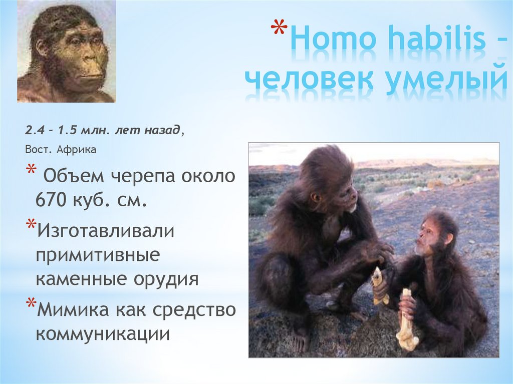 Homo habilis появился