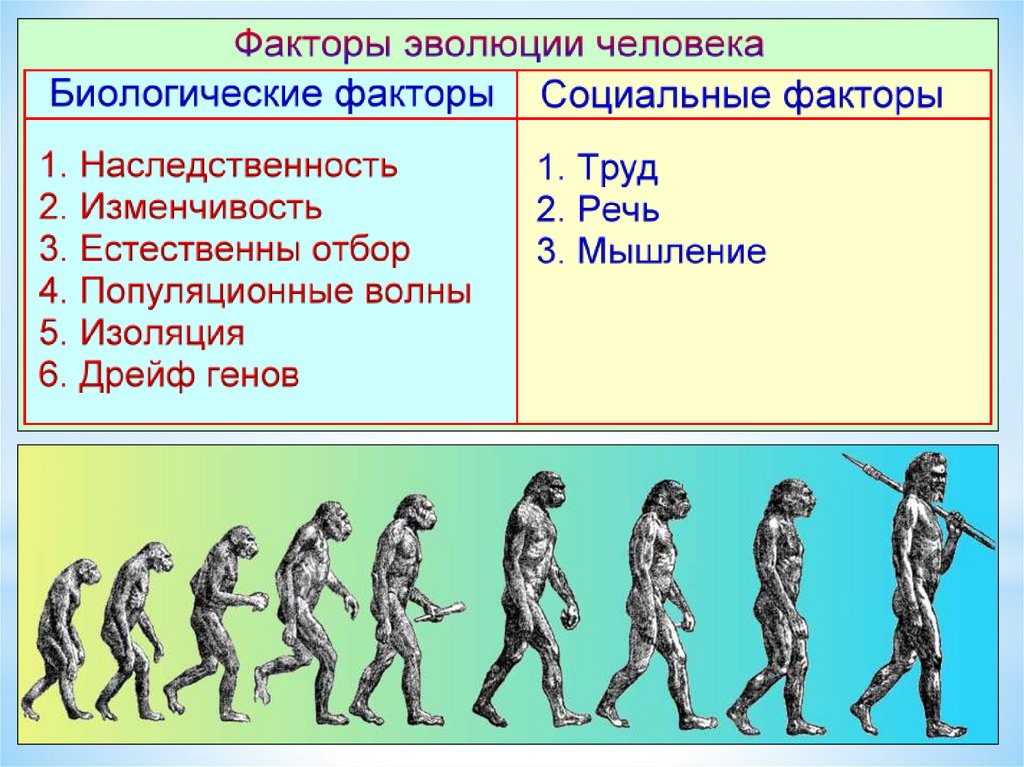 Схема стадии антропогенеза