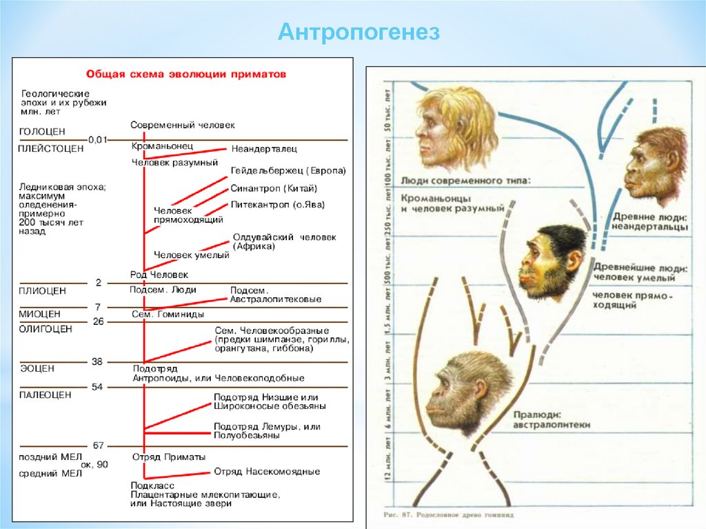 Этапы антропогенеза биология. Антропогенез это в биологии 11. Антропогенез таблица ЕГЭ биология. Эволюция человека Антропогенез. Антропогенез биология 5 класс.