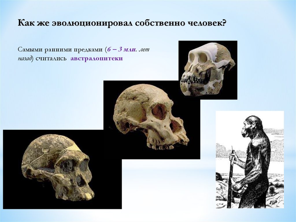Ранние предки человека. Сообщение о ранних предках человека. Презентация Антропогенез по биологии. Самый ранний предок человека.