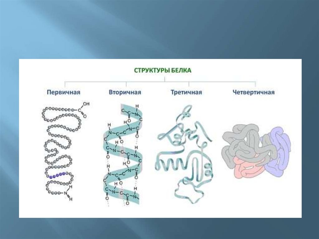 Определи рисунок на котором представлена вторичная структура белка