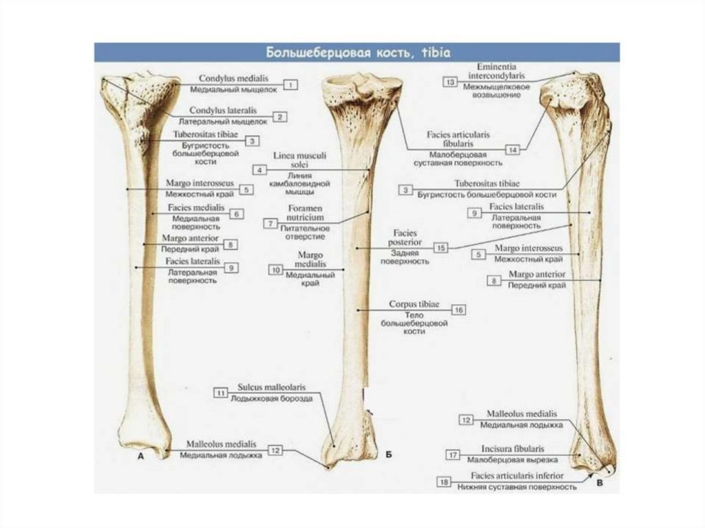 Большеберцовая кость фото на скелете