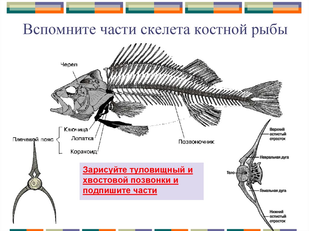 Какой скелет у костных. Скелет костной рыбы 7 класс биология. Скелет рыбы биология 7 класс. Внутреннее строение костной рыбы скелет. Скелет рыбы строение биология.