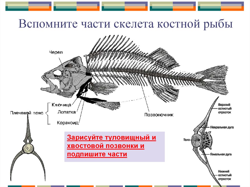 1 из каких отделов состоит скелет рыбы