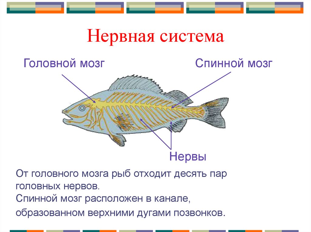 Размер мозга рыбы. Внутреннее строение рыбы. Внутреннее строение рыбы 7 класс. Внутреннее строение рыбы схема.