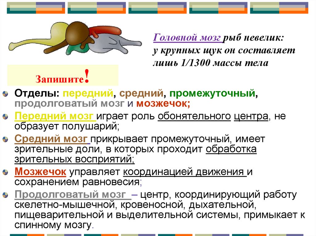 Появление головного мозга у рыб