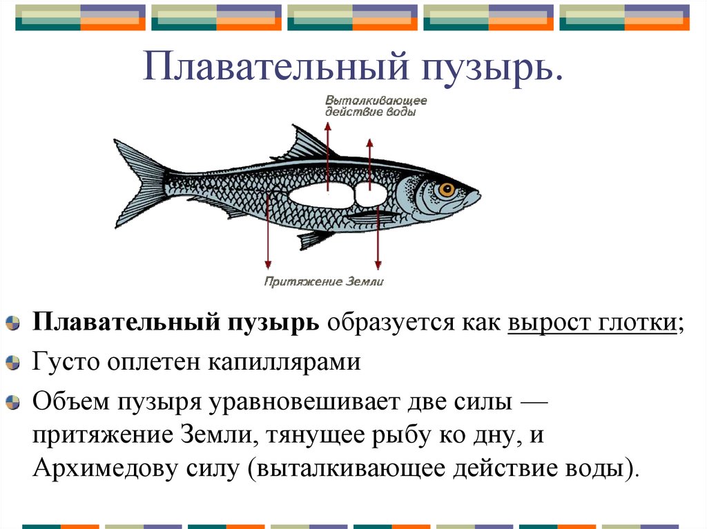 У рыб отсутствует